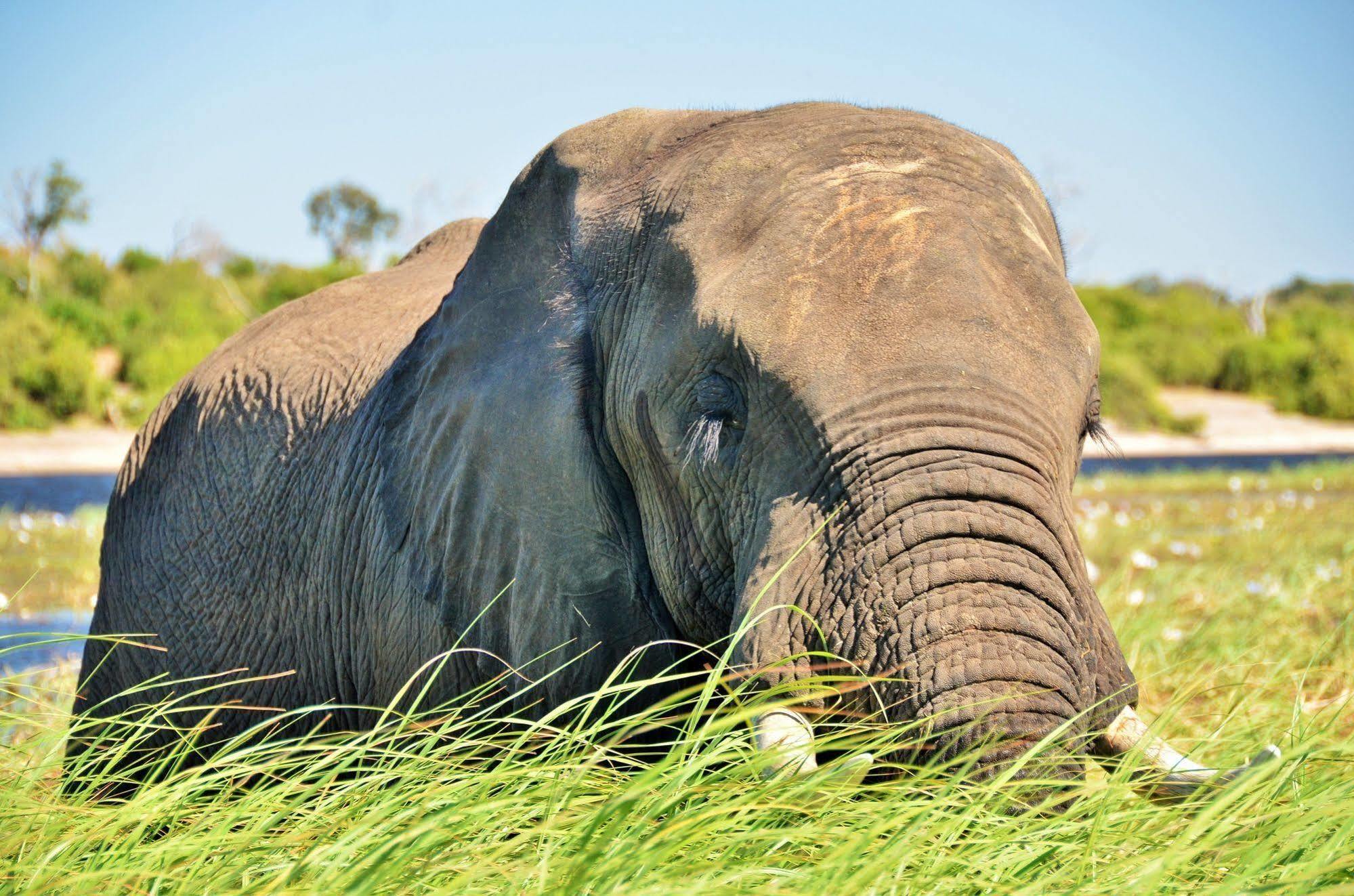 Thebe River Safaris Kasane Buitenkant foto