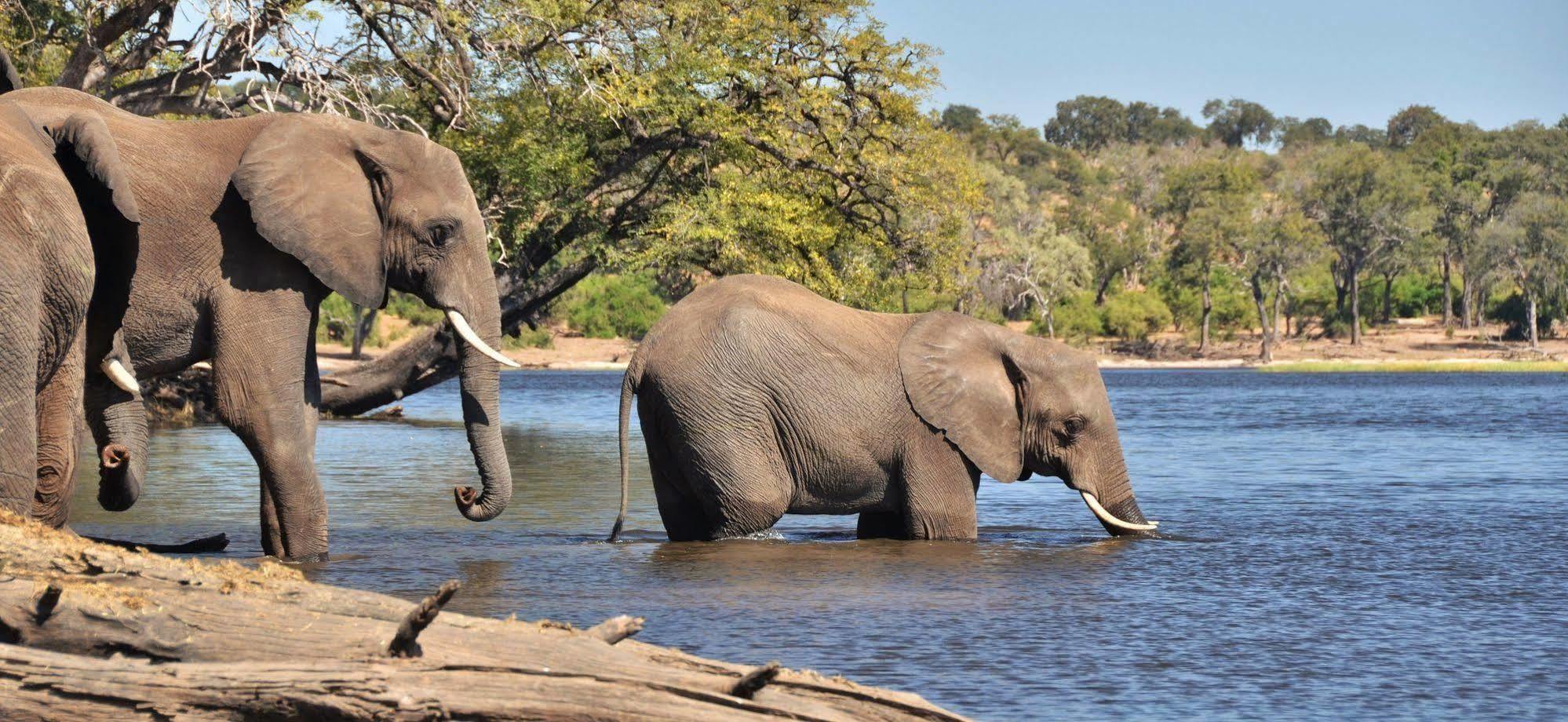 Thebe River Safaris Kasane Buitenkant foto